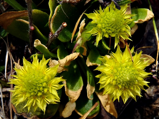 {Polygala nana}